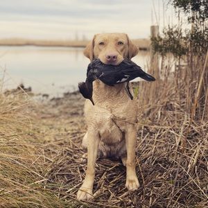 Meet your Posher, Shannon